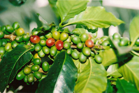 Plody kávovníka.